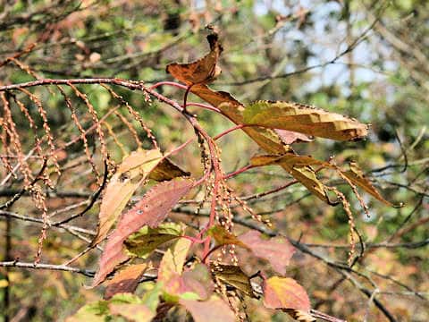 Stachyurus praecox