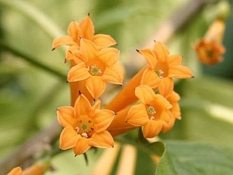 Cestrum aurantiacum