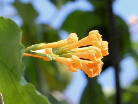 Cestrum aurantiacum