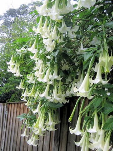 Datura suaveolens