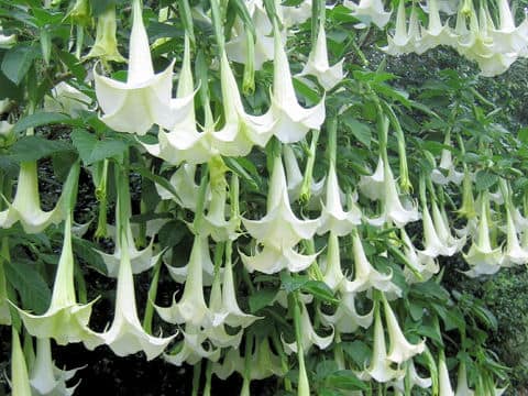 Datura suaveolens