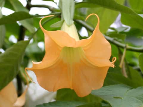Datura suaveolens