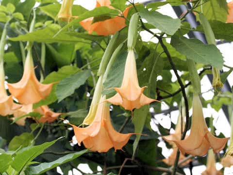 Datura suaveolens