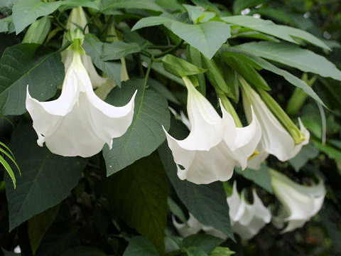 Datura suaveolens