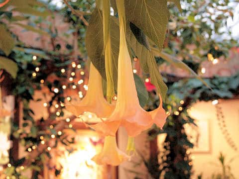 Datura suaveolens