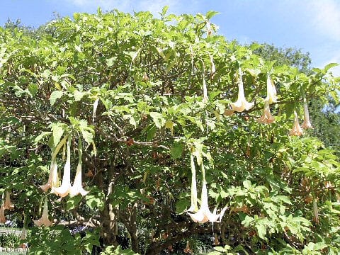 Datura suaveolens