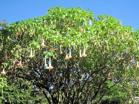 Datura suaveolens