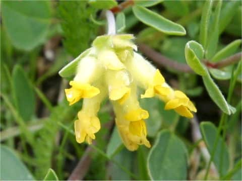 Anthyllis vulneraria