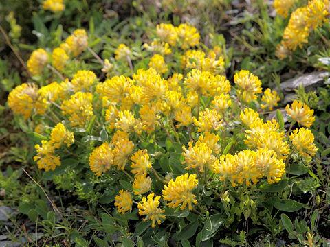 Anthyllis vulneraria