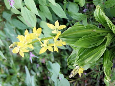 Calanthe sieboldii