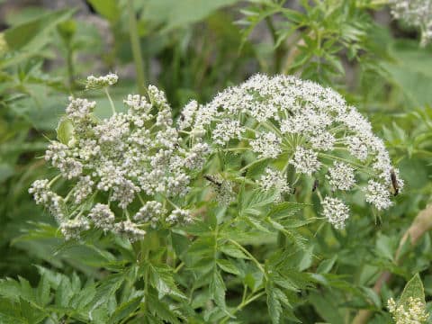 Peucedanum multivittatum f. dissectum