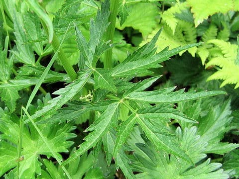 Peucedanum multivittatum f. dissectum