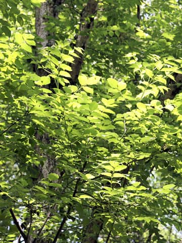 Phellodendron amurense
