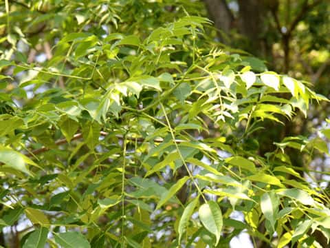 Phellodendron amurense