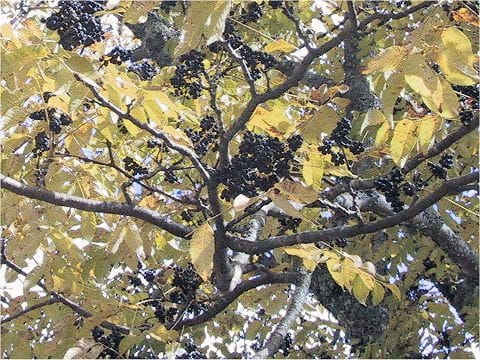 Phellodendron amurense