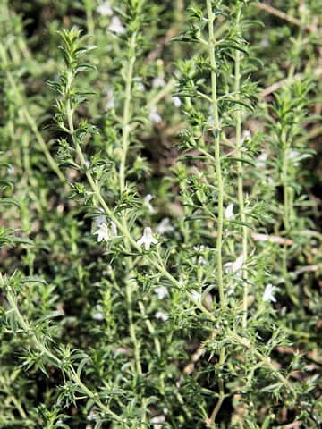 Satureja montana