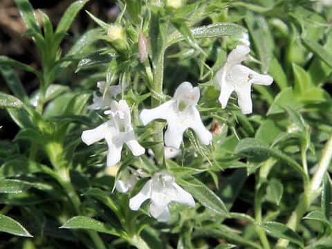 Satureja montana
