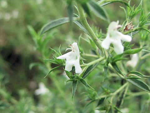 Satureja montana