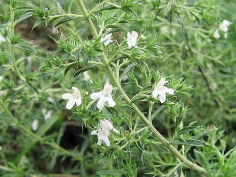 Satureja montana