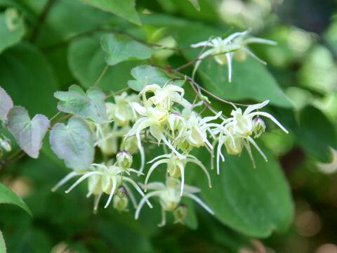 Epimedium koreanum