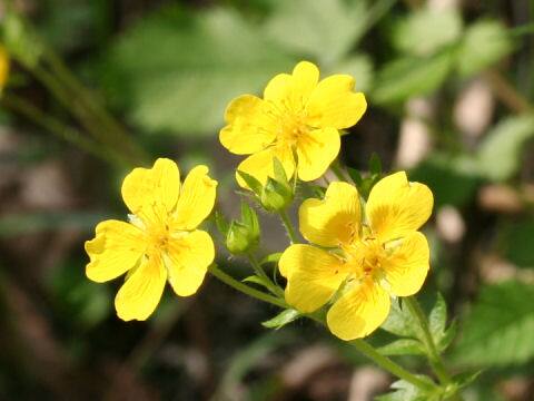 Potentilla fragarioides var. major
