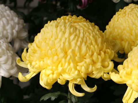 Chrysanthemum grandiflorum