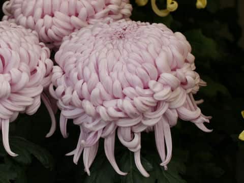 Chrysanthemum grandiflorum