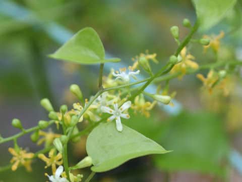 Dioscorea elephantipes