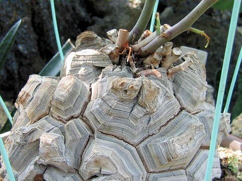 Dioscorea elephantipes