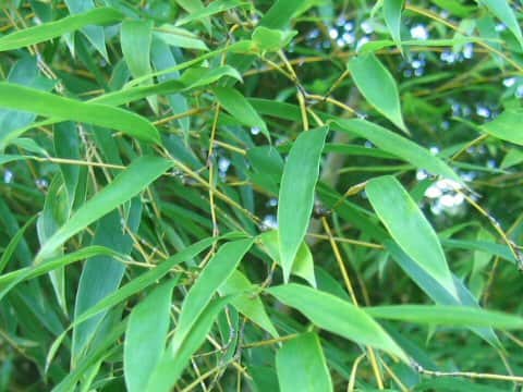 Phyllostachys heterocycla