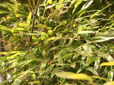 Phyllostachys heterocycla