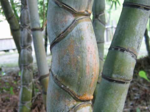 Phyllostachys heterocycla