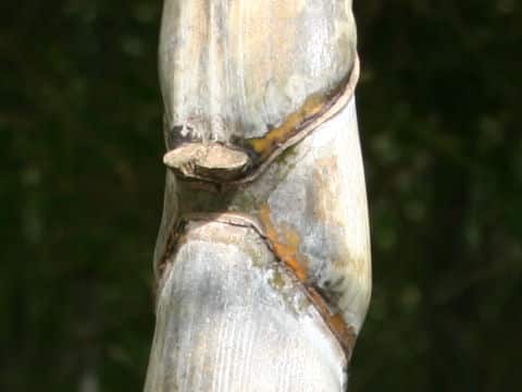 Phyllostachys heterocycla
