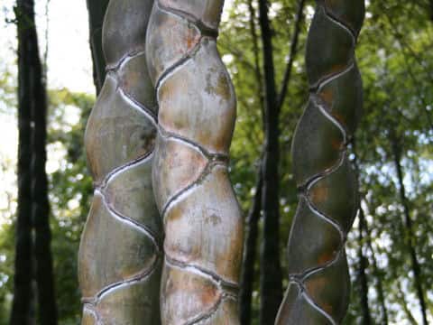 Phyllostachys heterocycla