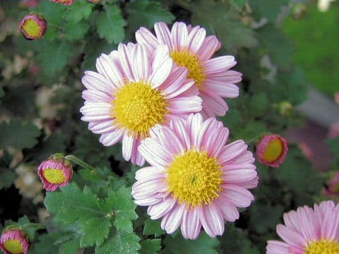 Chrysanthemum grandiflorum