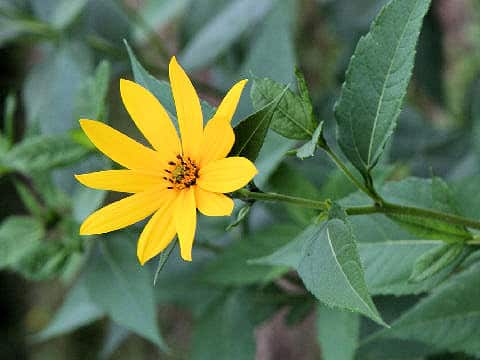 Helianthus tuberosus