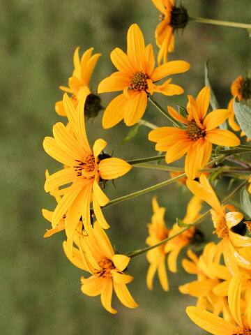 Helianthus tuberosus