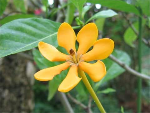 Gardenia sp.
