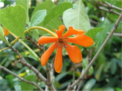 Gardenia sp.