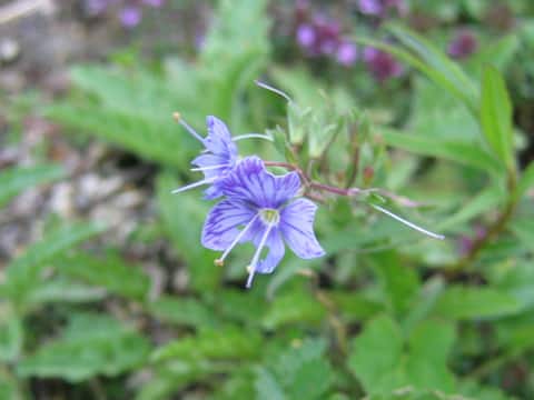 Pseudolysimachion schmidtianum ssp. schmidtianum