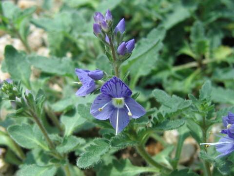 Pseudolysimachion schmidtianum ssp. schmidtianum