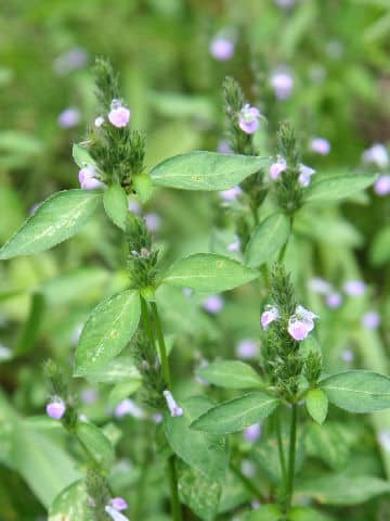 Justicia procumbens