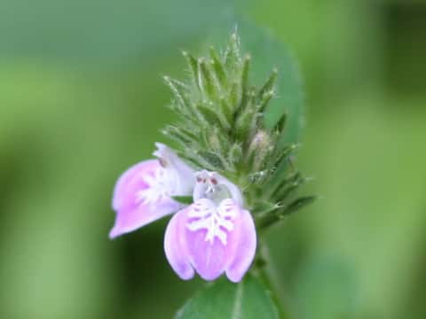 Justicia procumbens