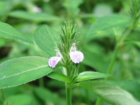 Justicia procumbens