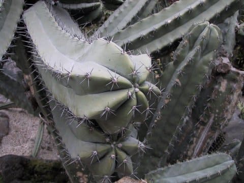 Cereus peruvianus