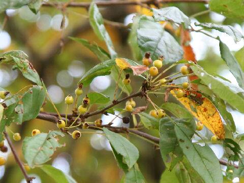 Malus toringo f. toringo