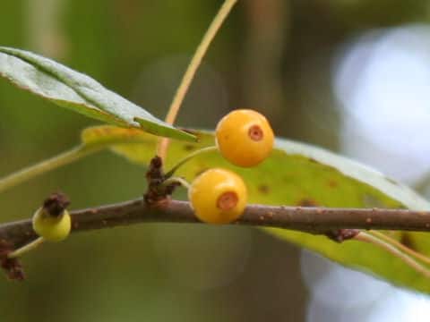 Malus toringo f. toringo