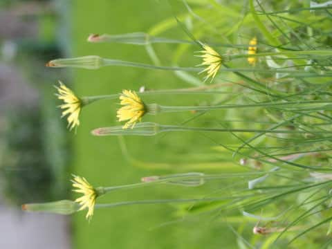 Tragopogon pratensis