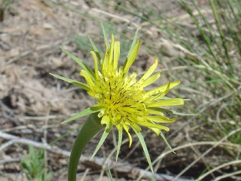 Tragopogon pratensis