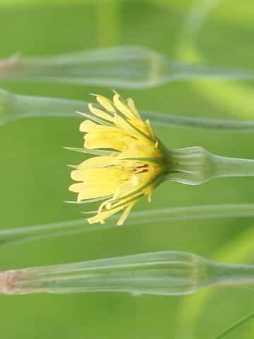 Tragopogon pratensis